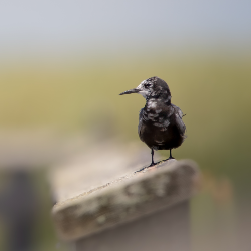 Black tern on a boardwalk