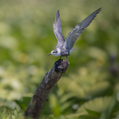 Black tern