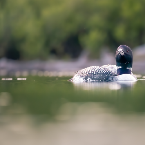 Loon