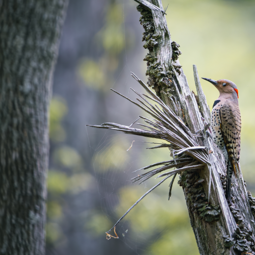 A peaceful Northern flicker