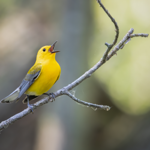 Prothonotary warbler singing
