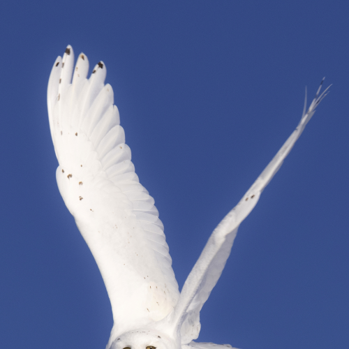Snowy Owl in flight