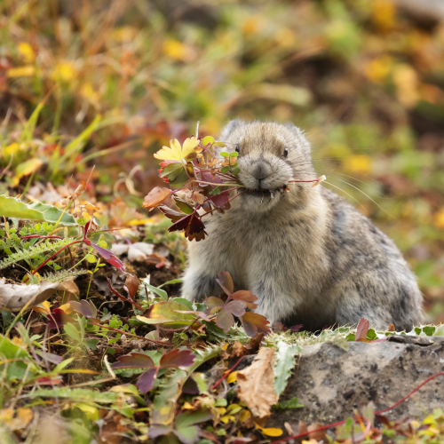 Foraging Pika