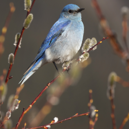 Mountain Blue Bird