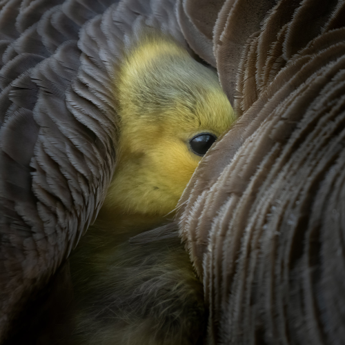 Safe With Mom