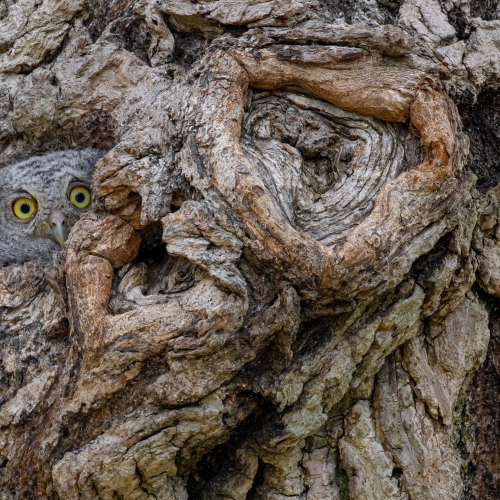 I see You