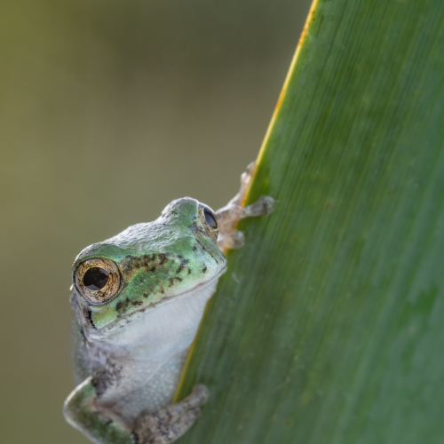 tree Frog