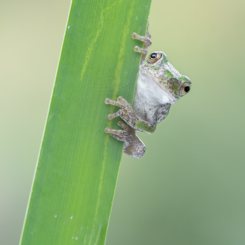 Tree Frog