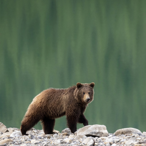 Bear