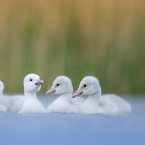 Ugly Ducklings