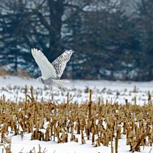 Snowy Owl Over The Winter Corn Field