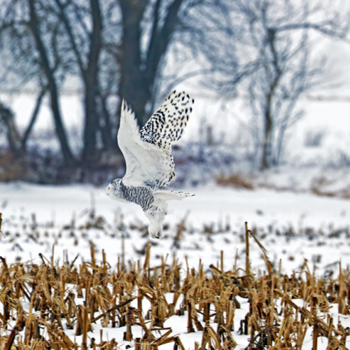 Over The Corn Field Flies The Snowy Owl