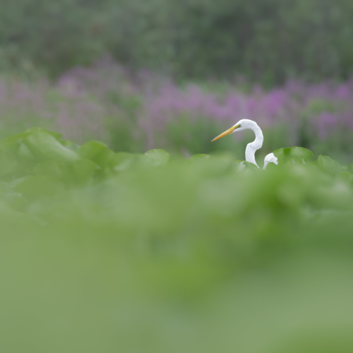 great egret