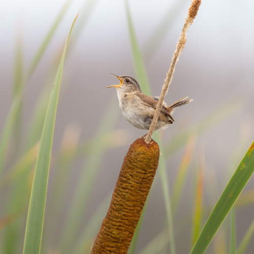 marsh Wren