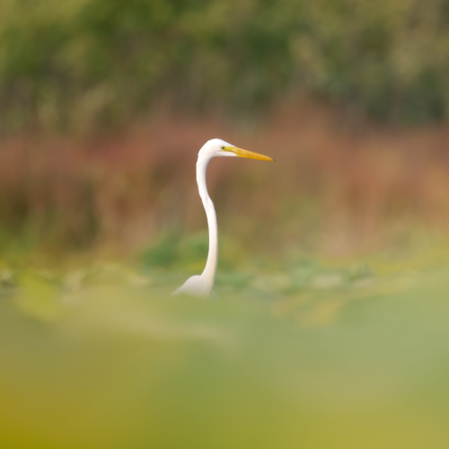 great egret