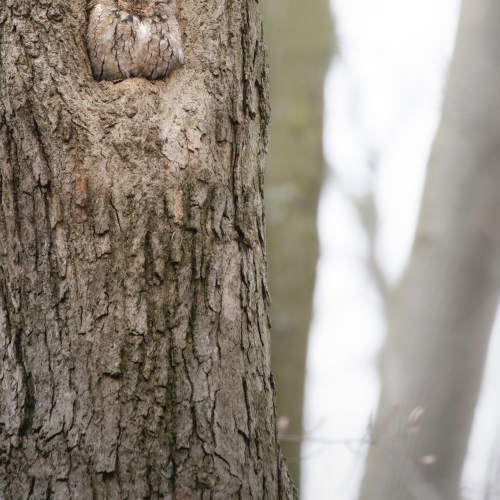 screech owl