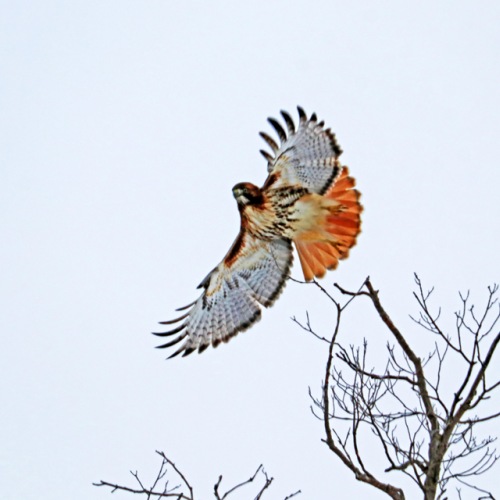 Red Tailed Hawk In Flight