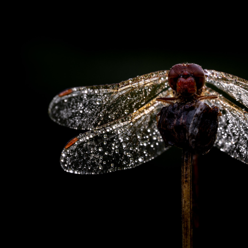wings