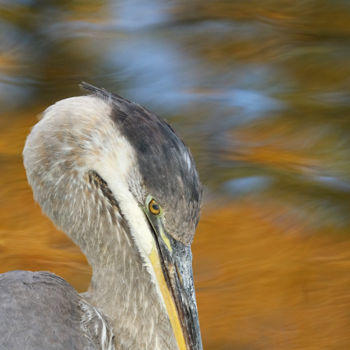 Preening session!