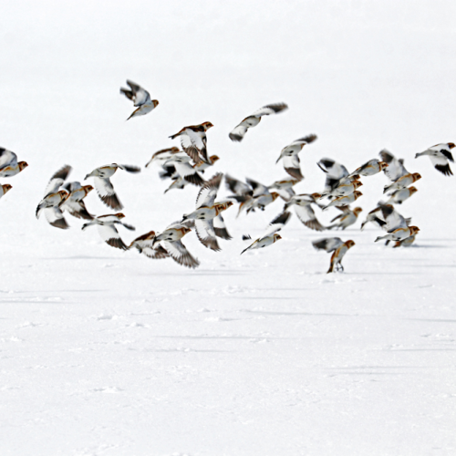 The Flight Of The Snow Buntings