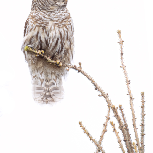 barred owl