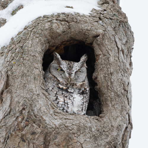 Screech owl