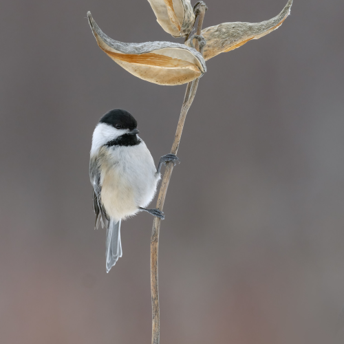 chickadee