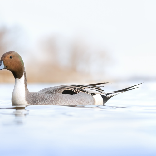 Pintail