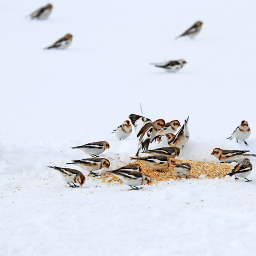 Squabbling
