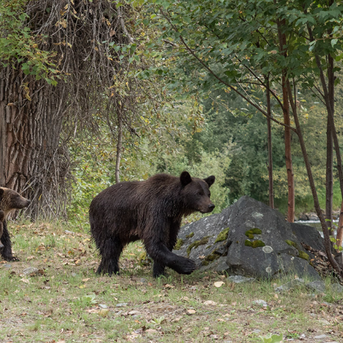 Mom And Cubs