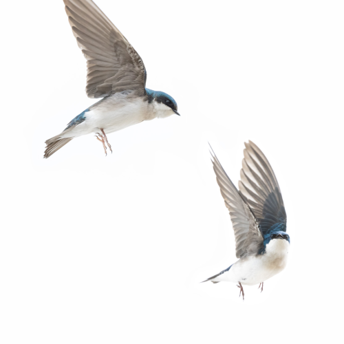 Swallows