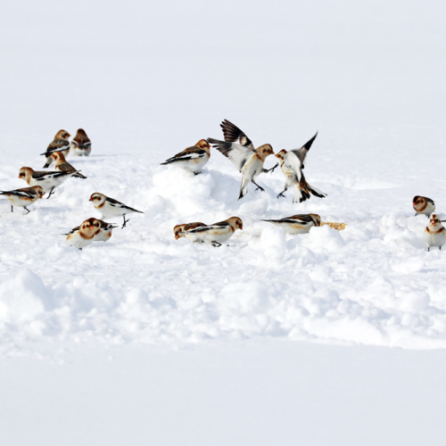 Squabbling Snow Buntings