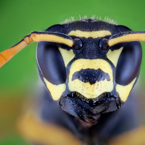 wasp