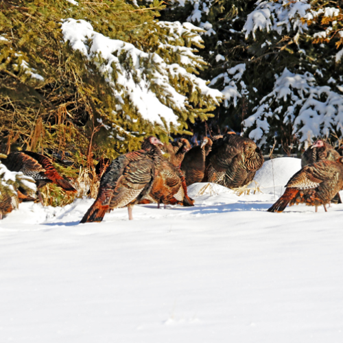 Turkeys In The Snow
