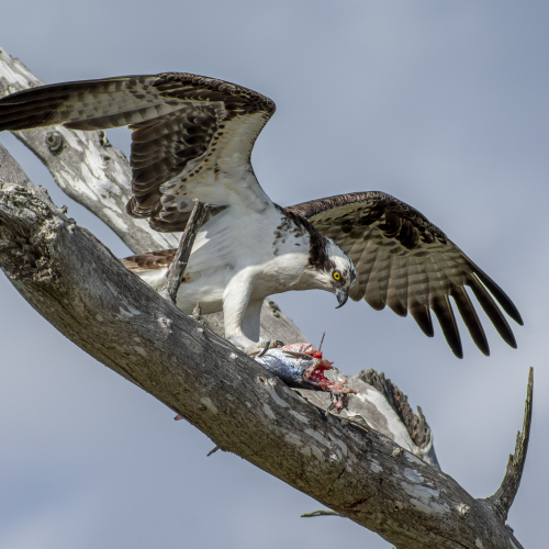 Osprey Having Lunch
