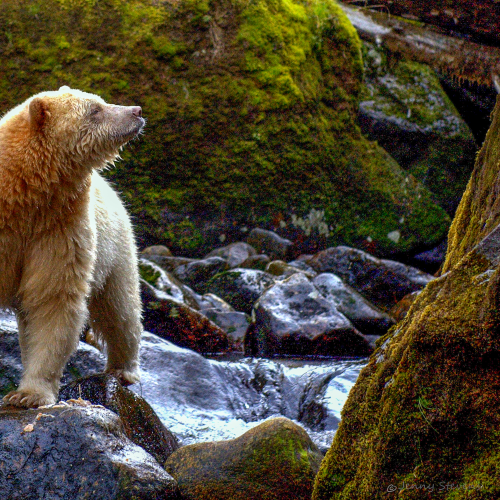 The Scent of Another Bear