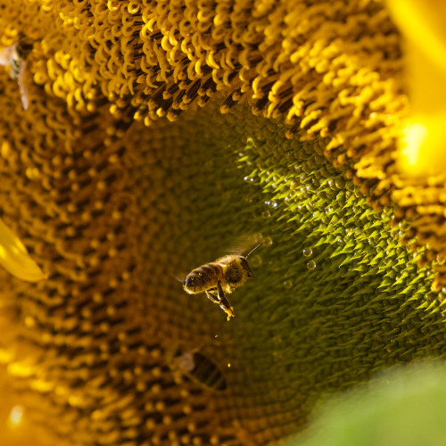 The bee's knees