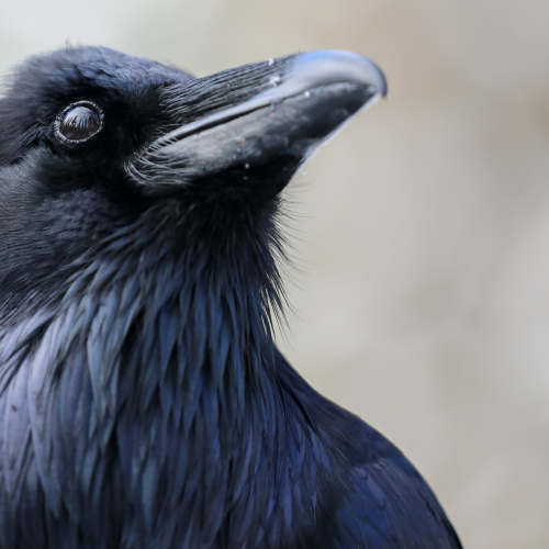 Reflections in the raven's eye