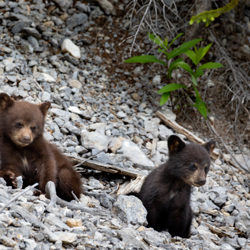 Black bear cubs