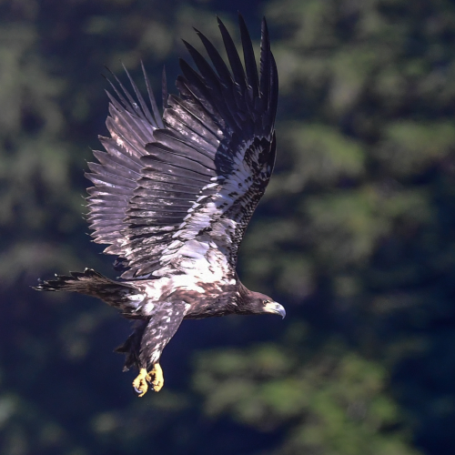 Final Approach