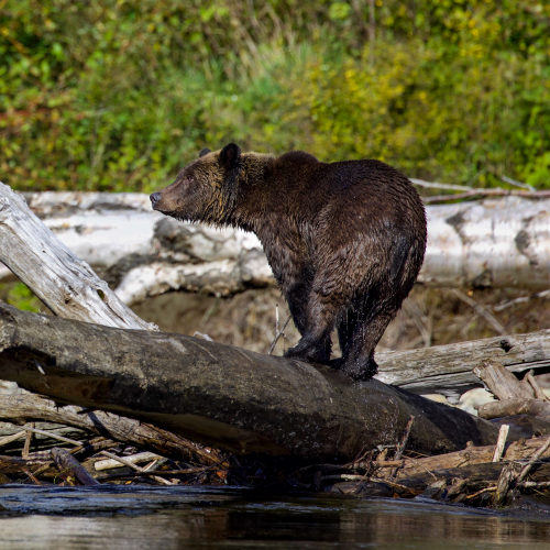 Grizzly in the Log Jam
