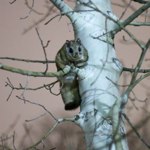 Midnight Visitor