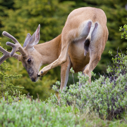 Scratching that Itch