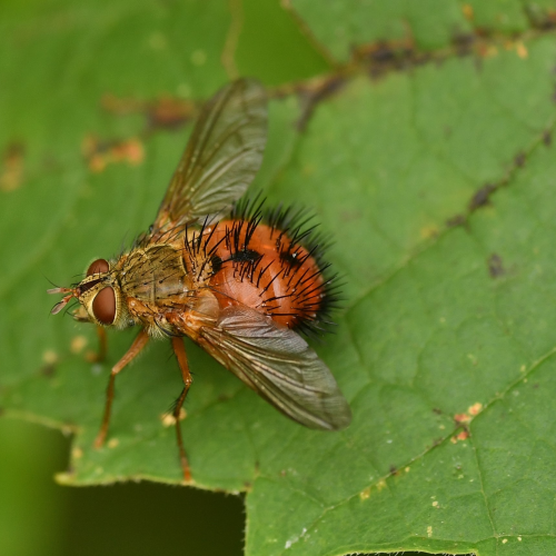 Close up of Beelike Tachinid