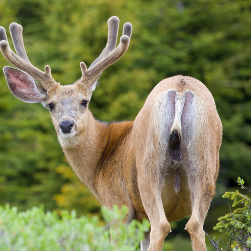 Mule Deer in Velvet
