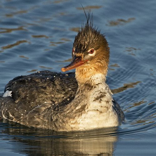 Female Red-breasted Merganser