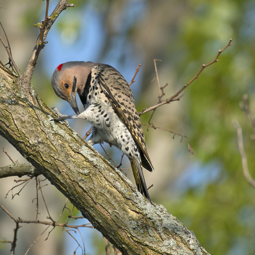 Male Northern Flicker scratching an itch