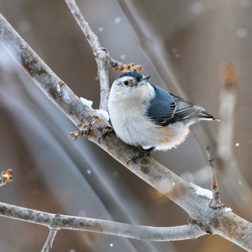 White-Breasted Nuthatch