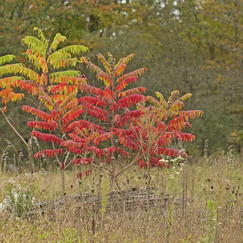 multi coloured Sumac
