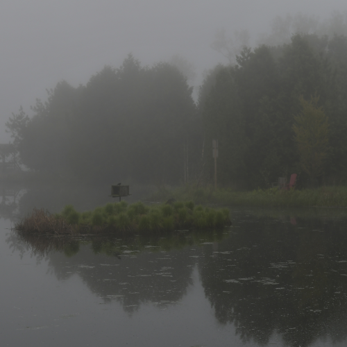 Natural pond on a foggy day